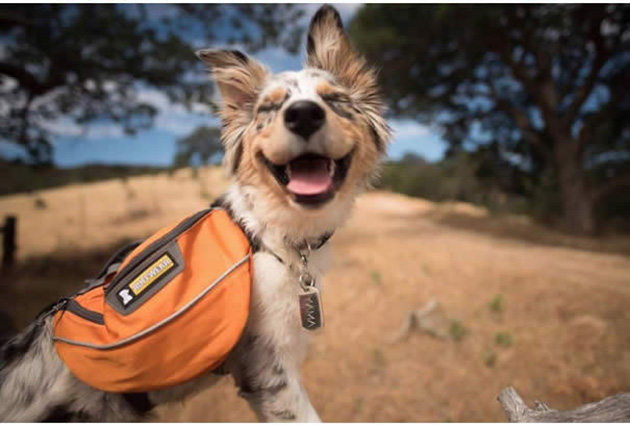 Camping With Dogs
