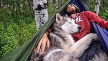 Camping With Dogs