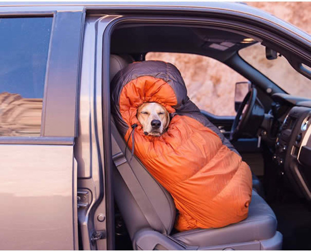 Camping With Dogs