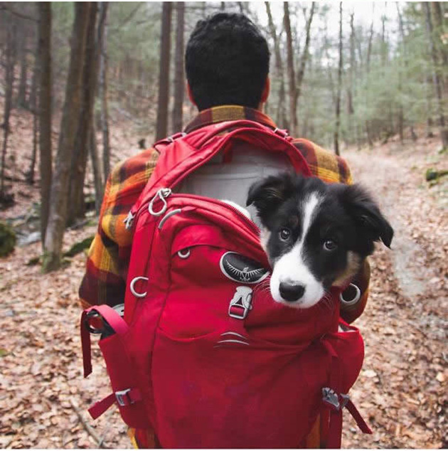 Camping With Dogs