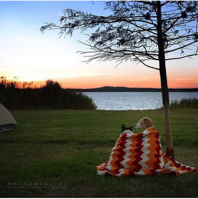 Camping With Dogs