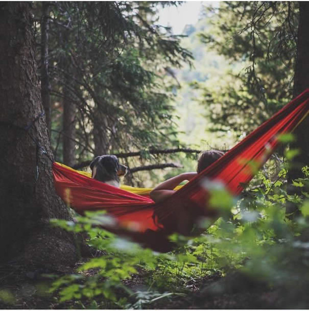Camping With Dogs