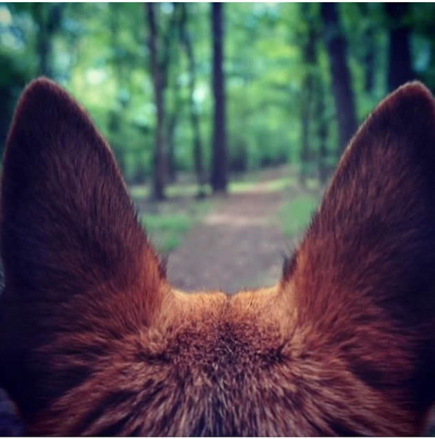 Camping With Dogs