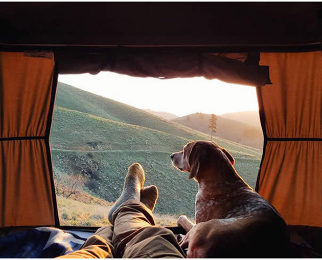 Camping With Dogs
