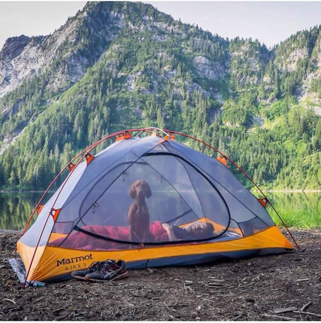 Camping With Dogs