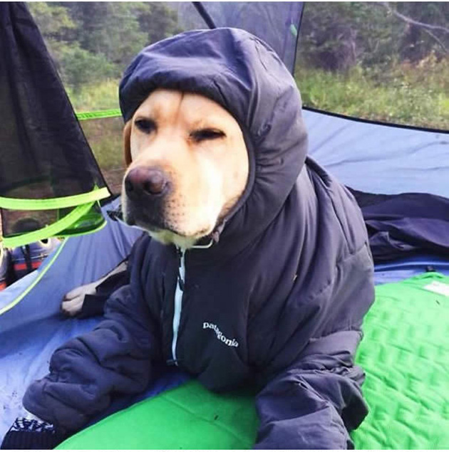 Camping With Dogs