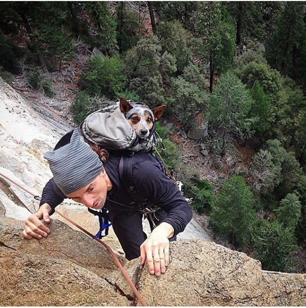 Camping With Dogs