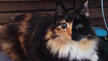 blind cat chimera calico