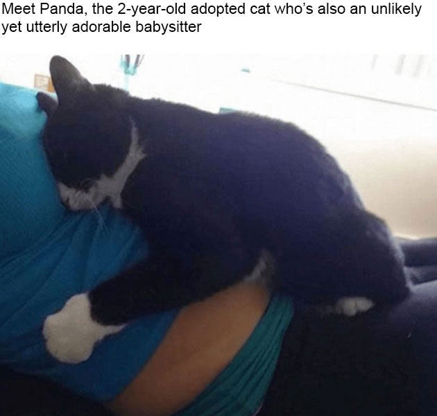 cat-guards-baby-pregnant-liel-ainmar-assayag-panda-1