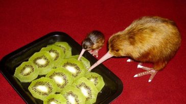 funny animal facts