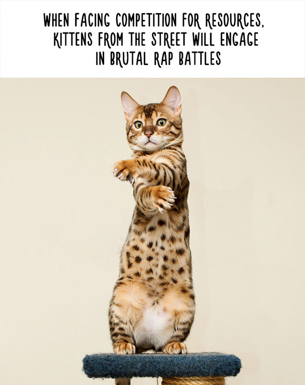 funny animal facts