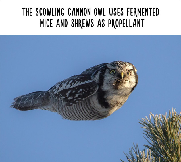 funny animal facts
