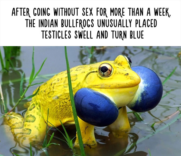 funny animal facts