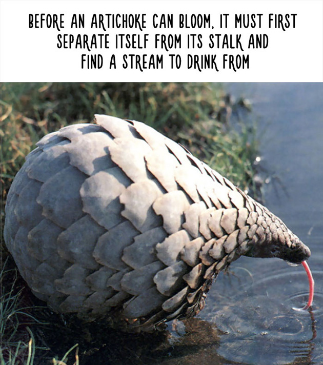funny animal facts