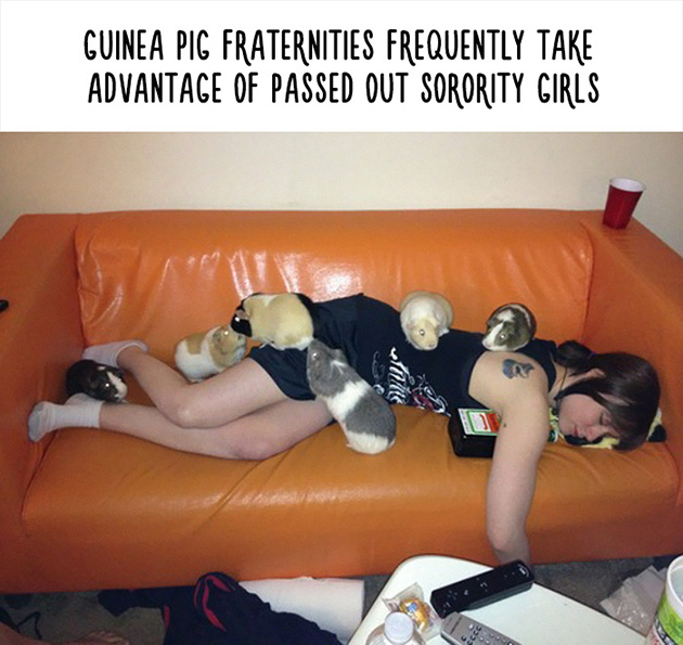 funny animal facts