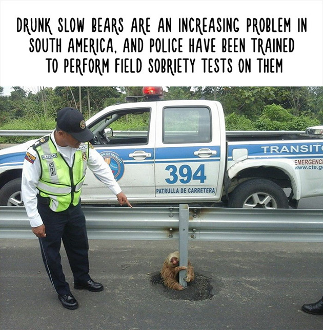 funny animal facts