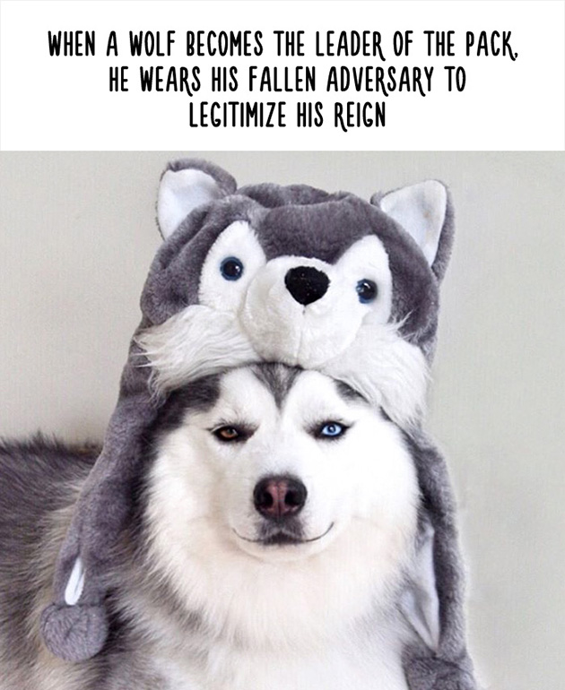 funny animal facts