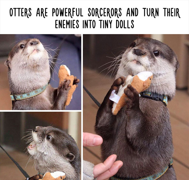 funny animal facts