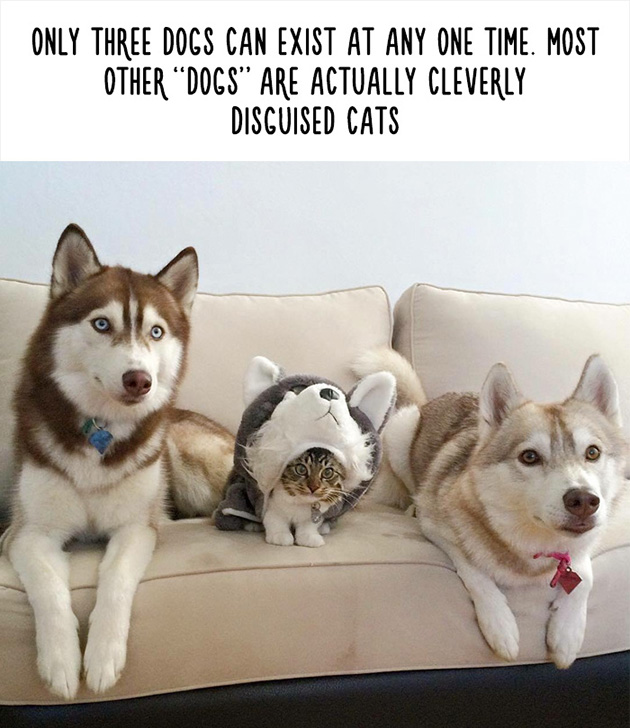 funny animal facts