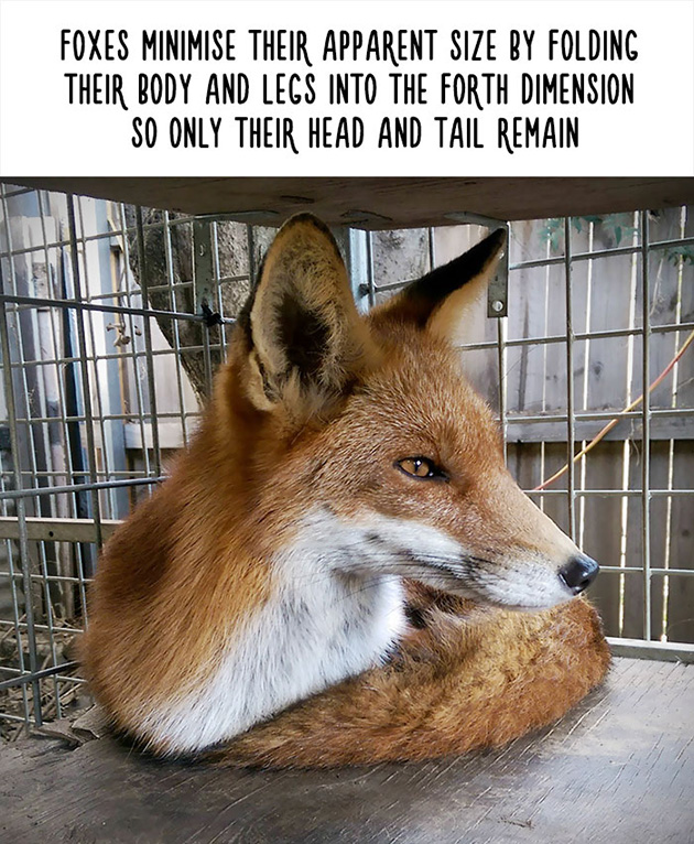 funny animal facts