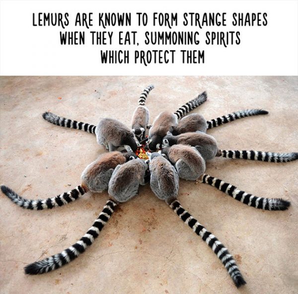 24 Amazing Animal Facts You Didn T Know 24 Amazing Animal Facts You Didn T Know