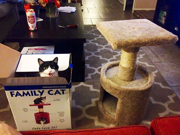 funny gifts for cats logic