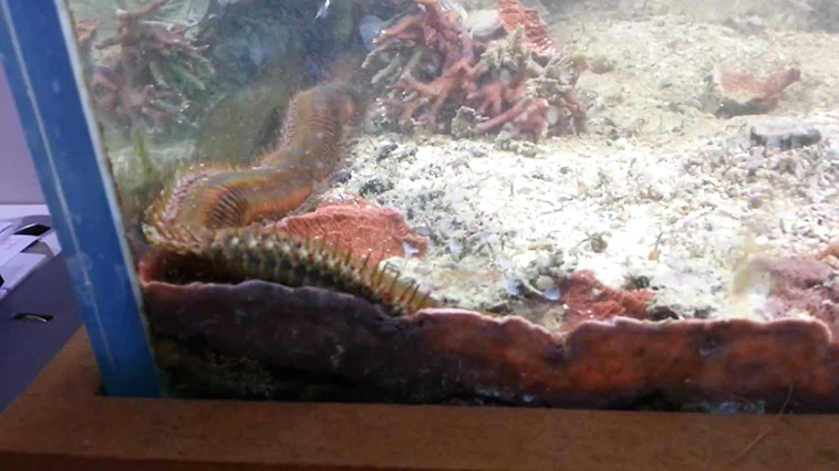 huge bristle worm