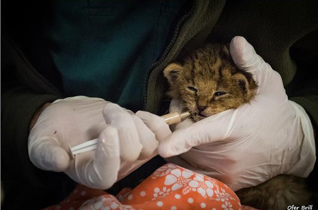 jungle cat kittens rescued