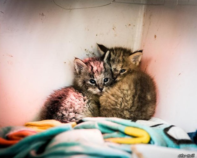 jungle cat kittens rescued