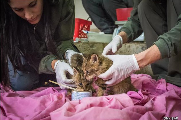 jungle cat kittens rescued