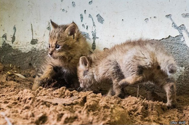 jungle cat kittens rescued