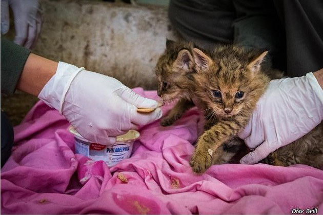 jungle cat kittens rescued