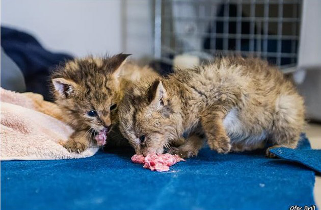 jungle cat kittens rescued
