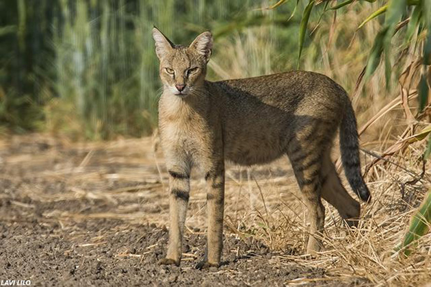 jungle cat kittens rescued