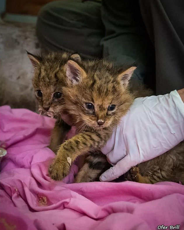 jungle cat kittens rescued