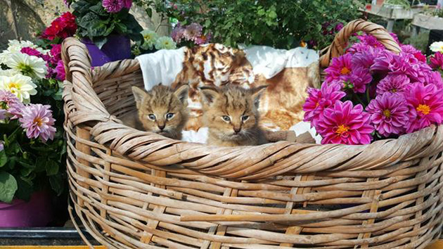 jungle cat kittens rescued