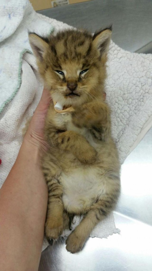 jungle cat kittens rescued