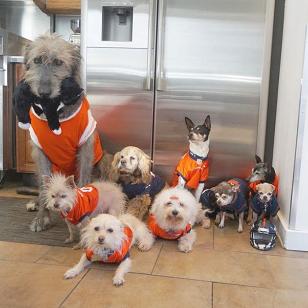 man-adopts-senior-dogs-shelter-steve-greig-1