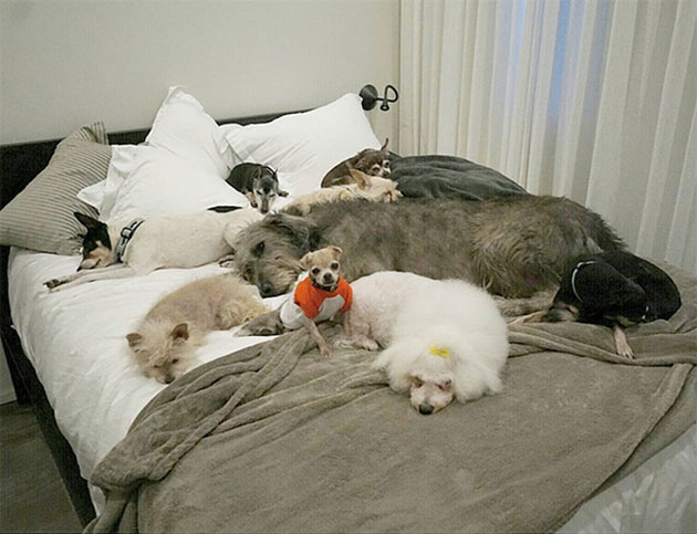 man-adopts-senior-dogs-shelter-steve-greig-11