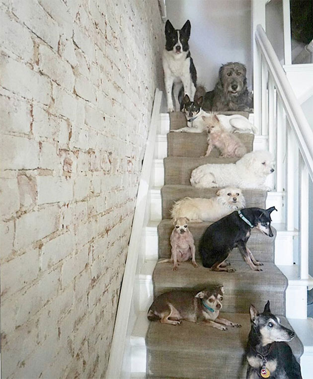 man-adopts-senior-dogs-shelter-steve-greig-12