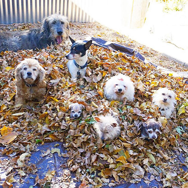 man-adopts-senior-dogs-shelter-steve-greig-14