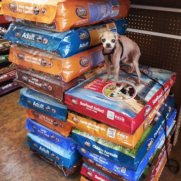 man-adopts-senior-dogs-shelter-steve-greig-15