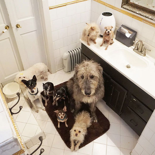 man-adopts-senior-dogs-shelter-steve-greig-16