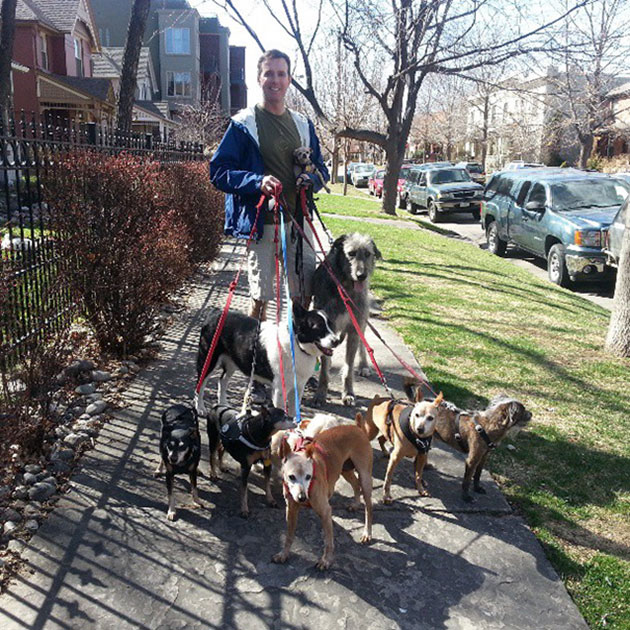 man-adopts-senior-dogs-shelter-steve-greig-18