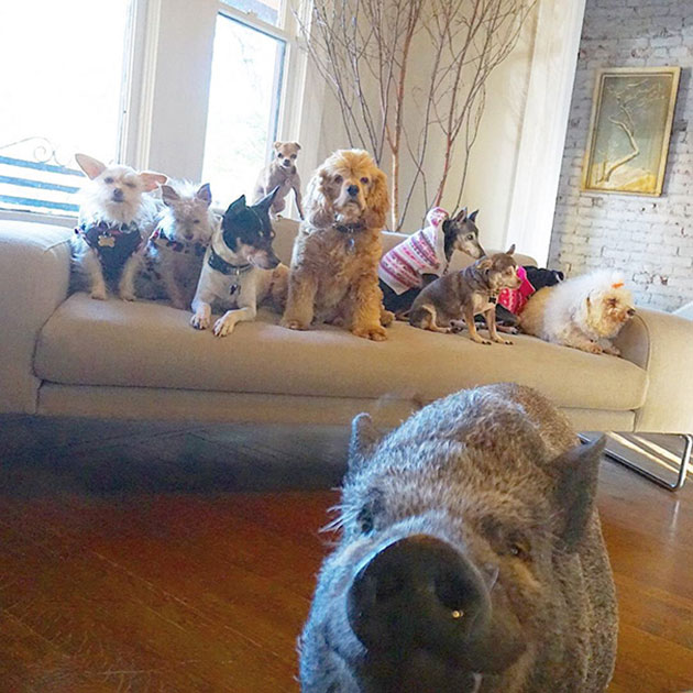 man-adopts-senior-dogs-shelter-steve-greig-19
