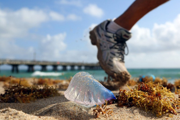 man-o-war-1