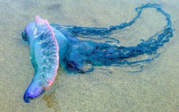 man-o-war-3