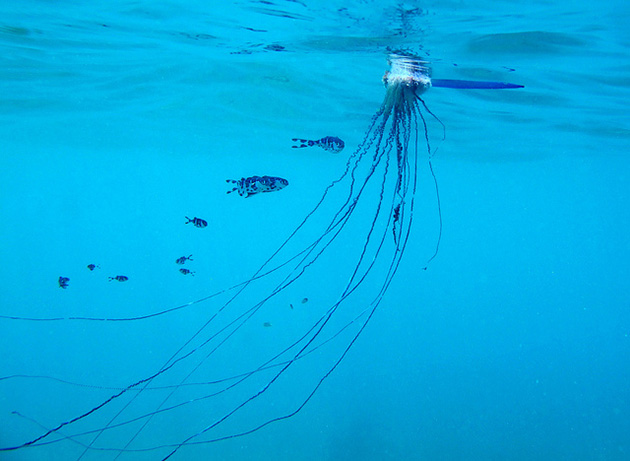 man-o-war-4