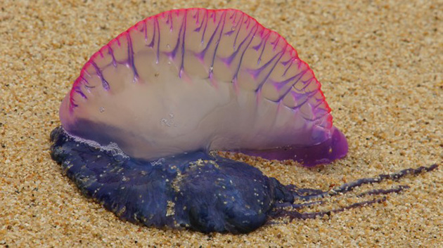man-o-war-5