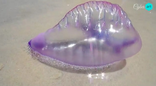 man-o-war-6